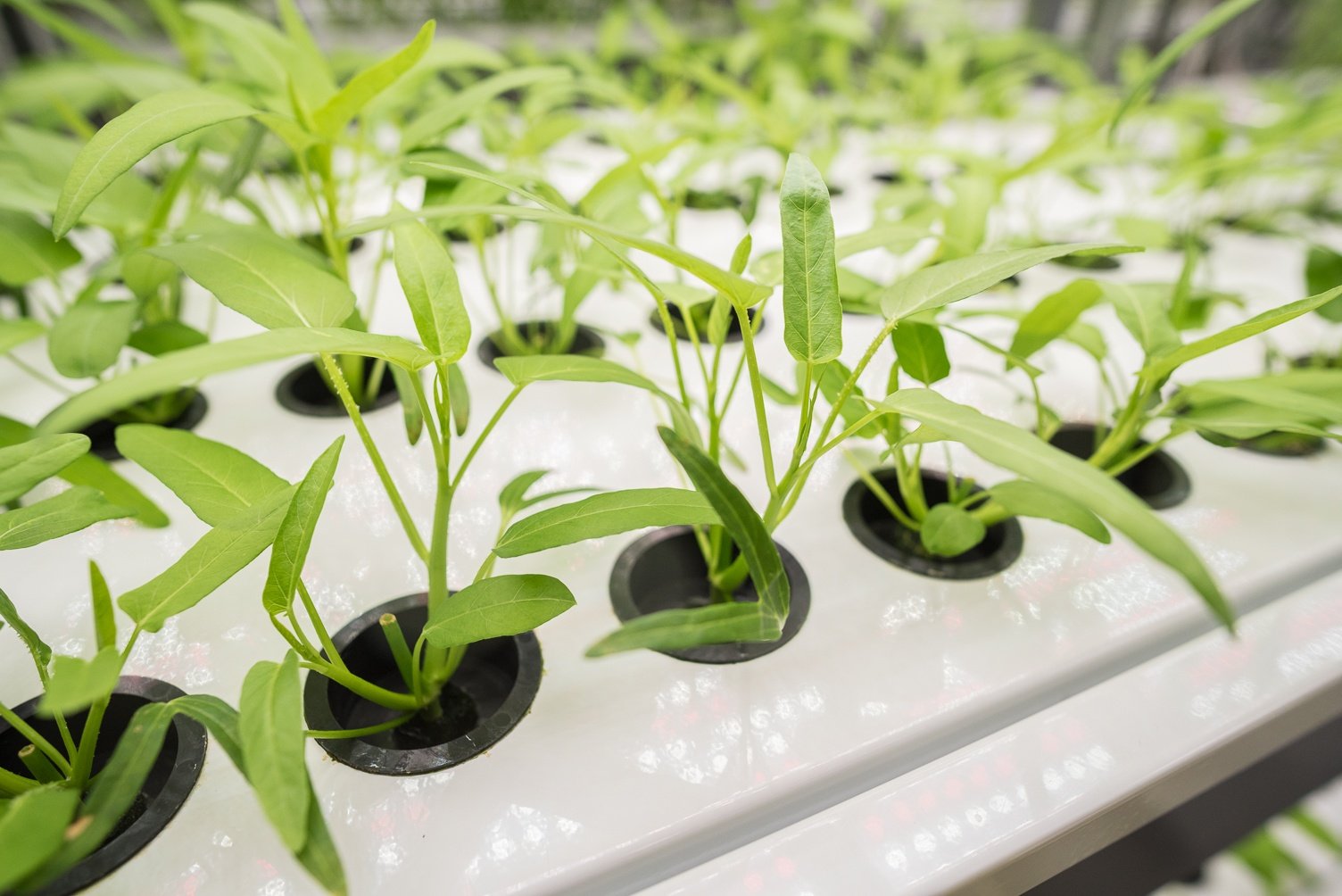 Ipomoea aquatica/ Water Spinach